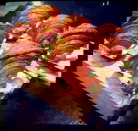 Outpost Espresso - Accommodation Coffs Harbour