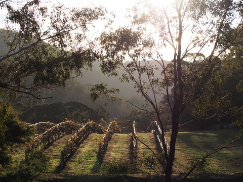 Mountainside Wines - Accommodation Coffs Harbour 1