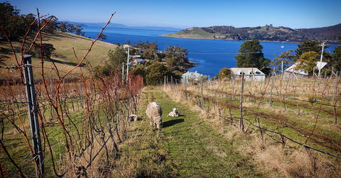 Anim Wine - Accommodation Coffs Harbour 1