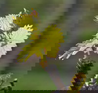 Serengale Vineyard - Accommodation Coffs Harbour