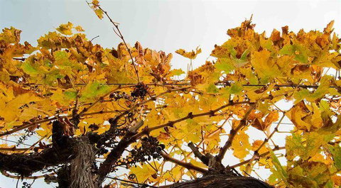 Blackbird Artisan Bakery - Accommodation Coffs Harbour 9