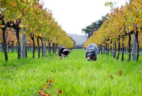 Blackbird Artisan Bakery - Accommodation Coffs Harbour 12