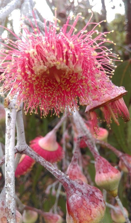 Blackbird Artisan Bakery - Accommodation Coffs Harbour 20