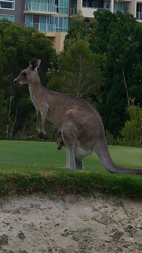 T On Course - Accommodation Coffs Harbour 3
