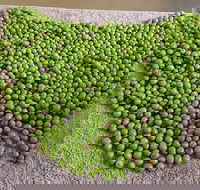 Wattle Hill Olives - Accommodation Coffs Harbour