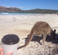 Lucky Bean - Accommodation Coffs Harbour
