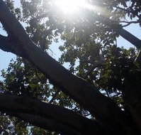 The Season Tree - Accommodation Coffs Harbour