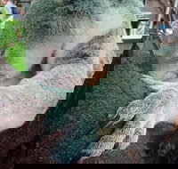 Champagne Bush Tucker Breakfast with the Koalas - Accommodation Coffs Harbour