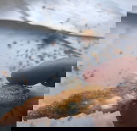 Wild Local Prawns - Accommodation Coffs Harbour