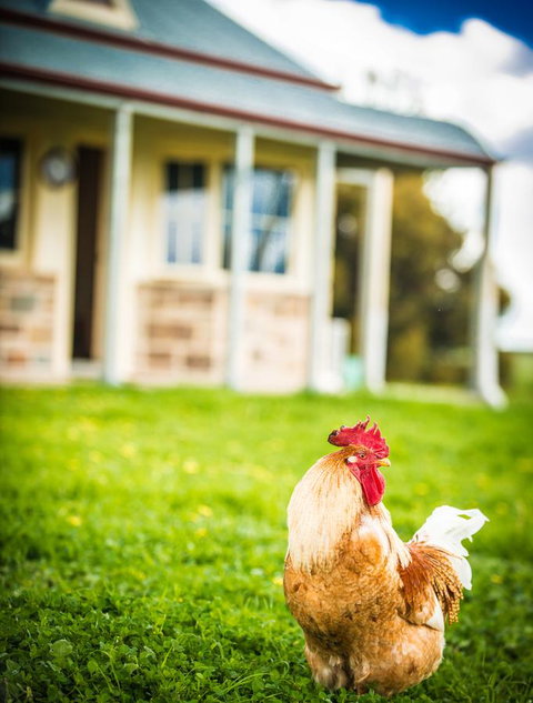 Barossa Vineyard Cottages - Accommodation Coffs Harbour 39