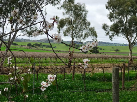Jasmine\'s Barossa Valley Cottage - Accommodation Coffs Harbour 20
