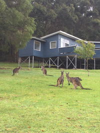 Book Denmark Accommodation Vacations Accommodation Coffs Harbour Accommodation Coffs Harbour