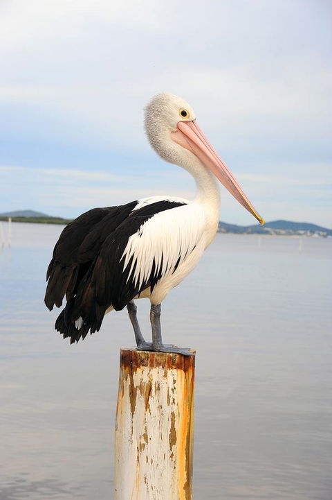 Hotel Nelson - Accommodation Coffs Harbour 29