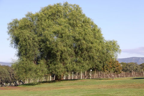 Adina Vineyard - Accommodation Coffs Harbour 17