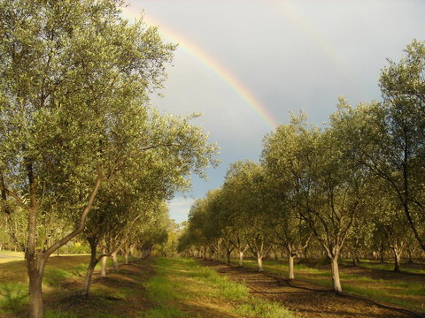 Adina Vineyard - Accommodation Coffs Harbour 19