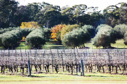Adina Vineyard - Accommodation Coffs Harbour 15