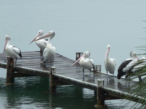 Pelican H2O One & Two Bedroom Apartments - Accommodation Coffs Harbour 6