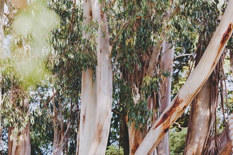 Dalblair Bed & Breakfast - Accommodation Coffs Harbour 2