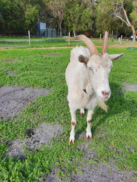 Kerriley Park FarmStay - Accommodation Coffs Harbour 2