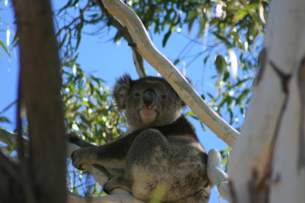 Vale Park SA Accommodation Coffs Harbour
