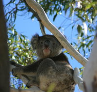 Levi Park Caravan Park - Accommodation Coffs Harbour