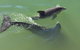 Mandurah Dolphin Escape - thumb 3