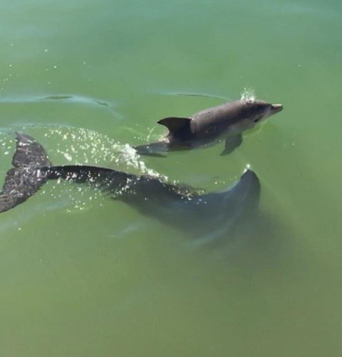 Mandurah Dolphin Escape - Accommodation Coffs Harbour 3