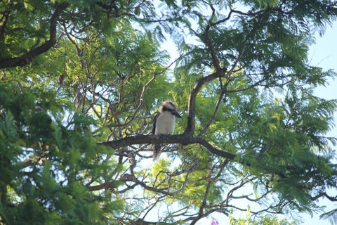 Jacaranda Hideaway Bed & Breakfast - Accommodation Coffs Harbour 0
