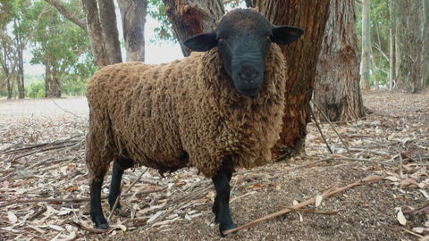 Margaret River Hideaway & Farmstay - Accommodation Coffs Harbour 27