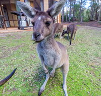 Yelverton Brook Eco Spa Retreat  Conservation Sanctuary - Accommodation Coffs Harbour