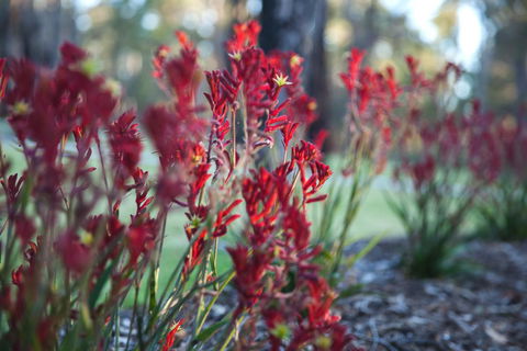 Amaroo Retreat & Spa - Accommodation Coffs Harbour 16