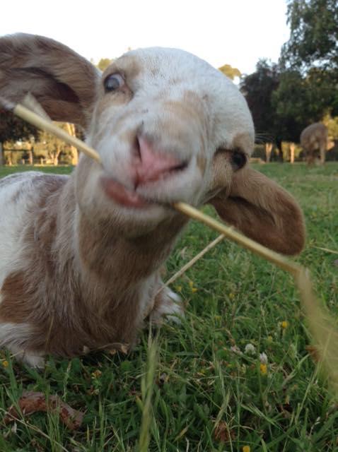 Balingup Highview Chalets - Accommodation Coffs Harbour 35