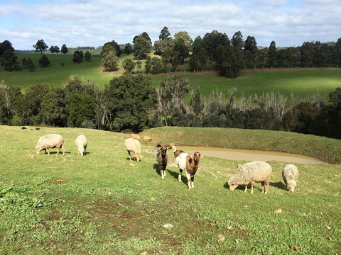 Balingup Highview Chalets - Accommodation Coffs Harbour 36