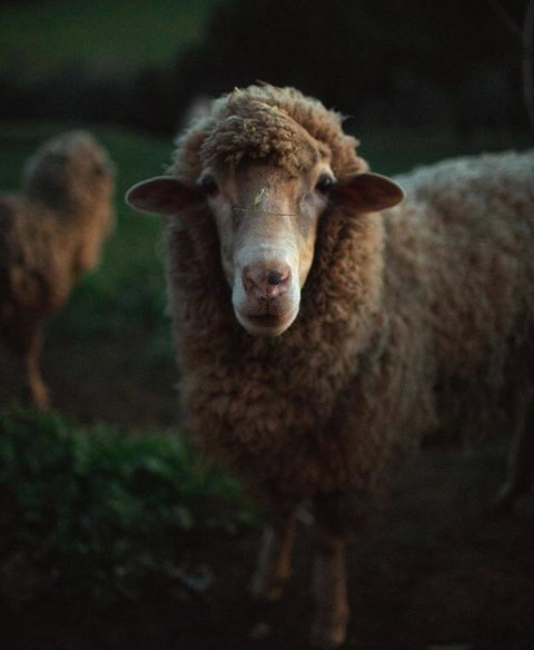 Balingup Highview Chalets - Accommodation Coffs Harbour 17