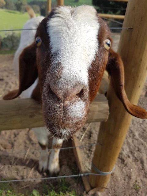 Balingup Highview Chalets - Accommodation Coffs Harbour 16