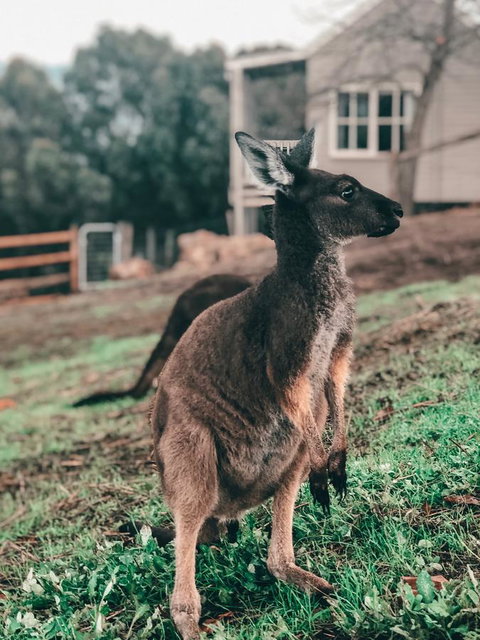 Balingup Highview Chalets - Accommodation Coffs Harbour 15