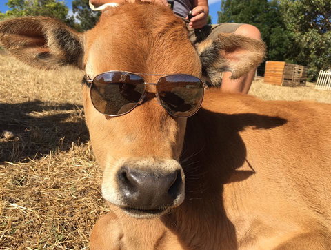 Balingup Highview Chalets - Accommodation Coffs Harbour 32