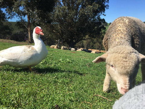 Balingup Highview Chalets - Accommodation Coffs Harbour 38
