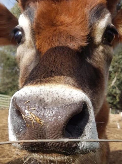 Balingup Highview Chalets - Accommodation Coffs Harbour 14