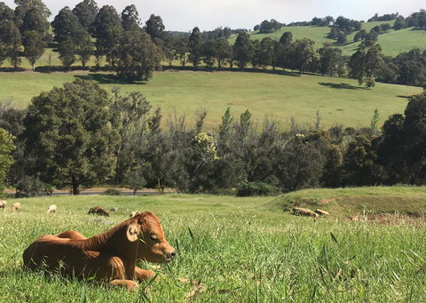 Balingup Highview Chalets - Accommodation Coffs Harbour 34