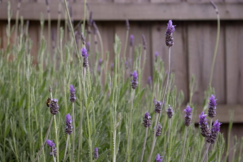 Werndee - Accommodation Coffs Harbour 23
