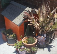 Orange Grove Hotel - Accommodation Coffs Harbour