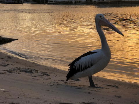 Pelican Cove Apartments - Accommodation Coffs Harbour 1
