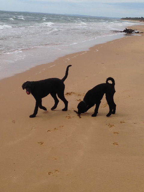 River Cottage Eagle Point - Accommodation Coffs Harbour 1