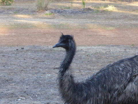 Splendid Wren Cottage - Accommodation Coffs Harbour 2