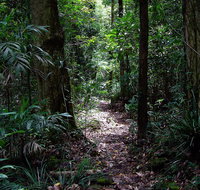 Springbrook Lyrebird Retreat - Accommodation Coffs Harbour