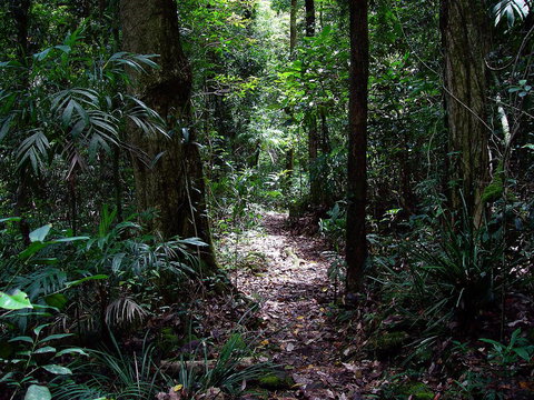 Springbrook Lyrebird Retreat - Accommodation Coffs Harbour 0