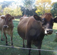 Drumreagh Bed  Breakfast Cabins - Accommodation Coffs Harbour