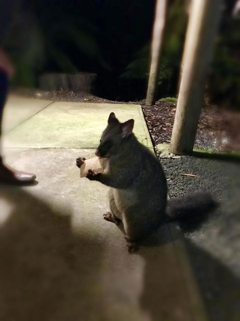 Lemonthyme Wilderness Retreat - Accommodation Coffs Harbour 34