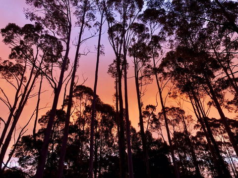 Lemonthyme Wilderness Retreat - Accommodation Coffs Harbour 8